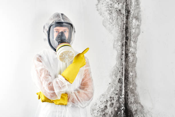 Mold Remediation for Rental Properties in Port Norris, NJ